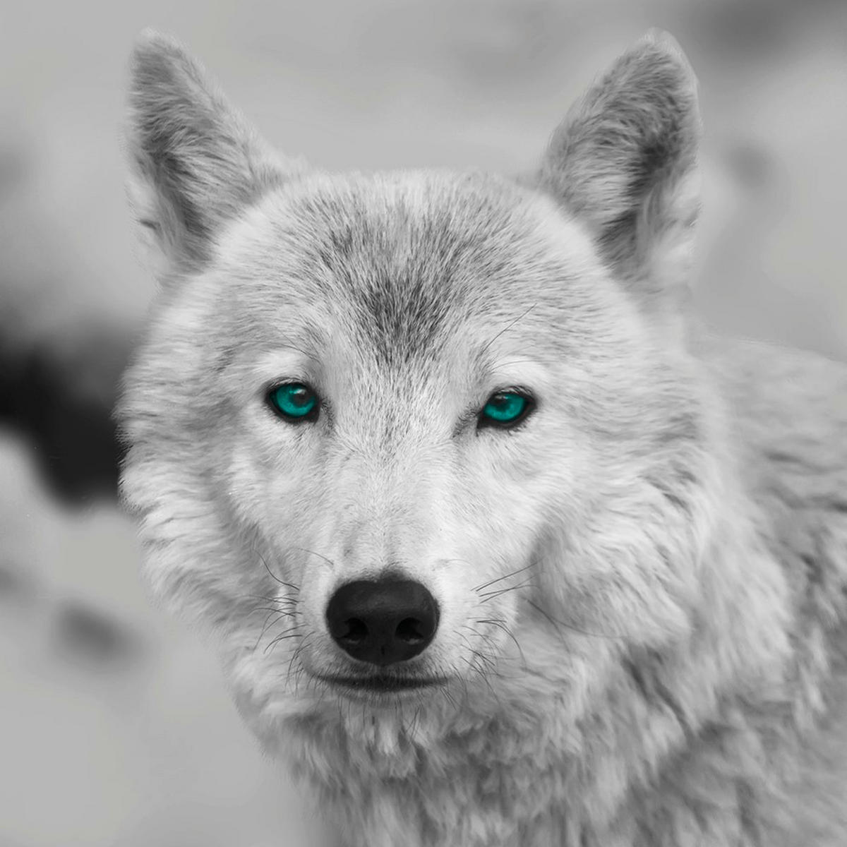 Bönninghoff Keilrahmenbild Wolf B/L: ca. 35x35 cm Keilrahmenbild 35x35cm - (35,00/35,00cm) - Bönninghoff