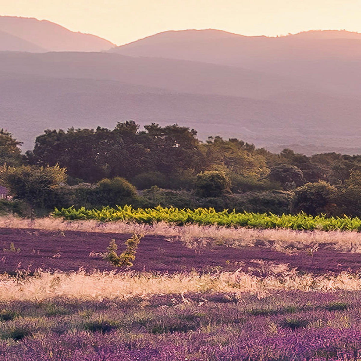 Komar Fototapete Lavender Dream B/L: ca. 450x280 cm Lavender Dream - (450,00/280,00cm) - Komar