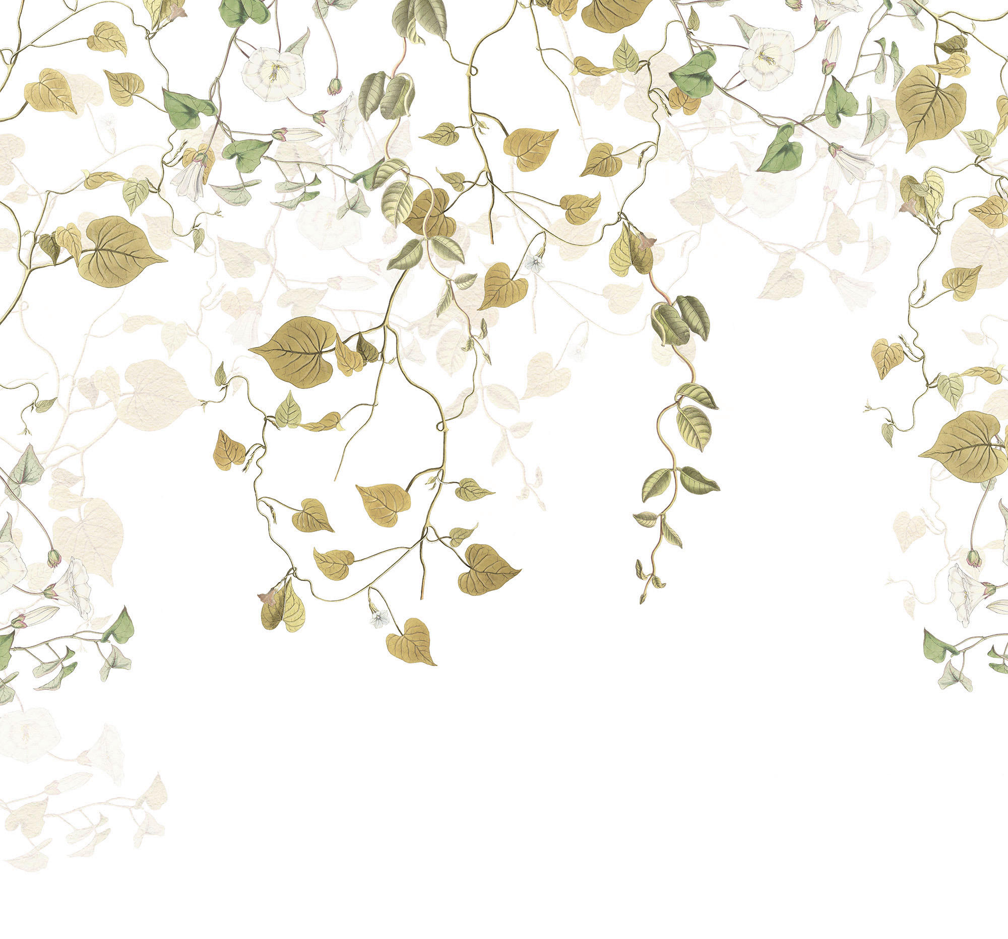 Komar Fototapete Hedera B/L: ca. 300x280 cm Hedera - (300,00/280,00cm) - Komar