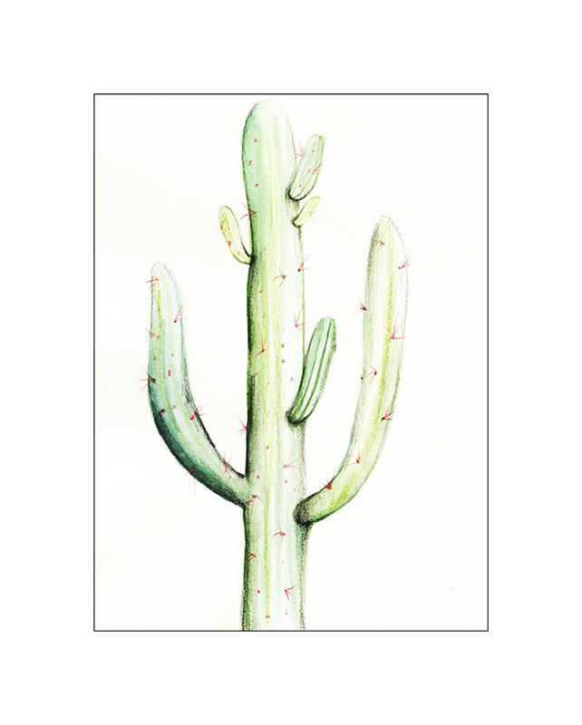 Komar Poster Saguaro Watercolor Pflanzen B/L: ca. 40x50 cm