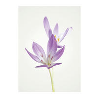 Komar Poster Autumn Crocus Blumen B/L: ca. 30x40 cm Autumn Crocus - (30,00/40,00cm) - Komar