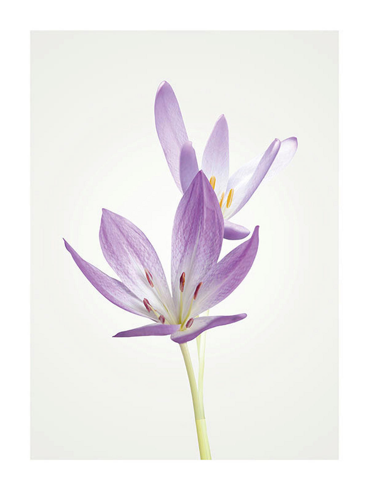 Komar Poster Autumn Crocus Blumen B/L: ca. 30x40 cm Autumn Crocus - (30,00/40,00cm) - Komar