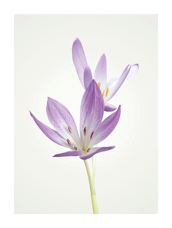 Komar Poster Autumn Crocus Blumen B/L: ca. 30x40 cm günstig online kaufen