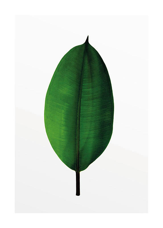 Komar Poster Ficus Leaf Pflanzen B/L: ca. 50x70 cm günstig online kaufen