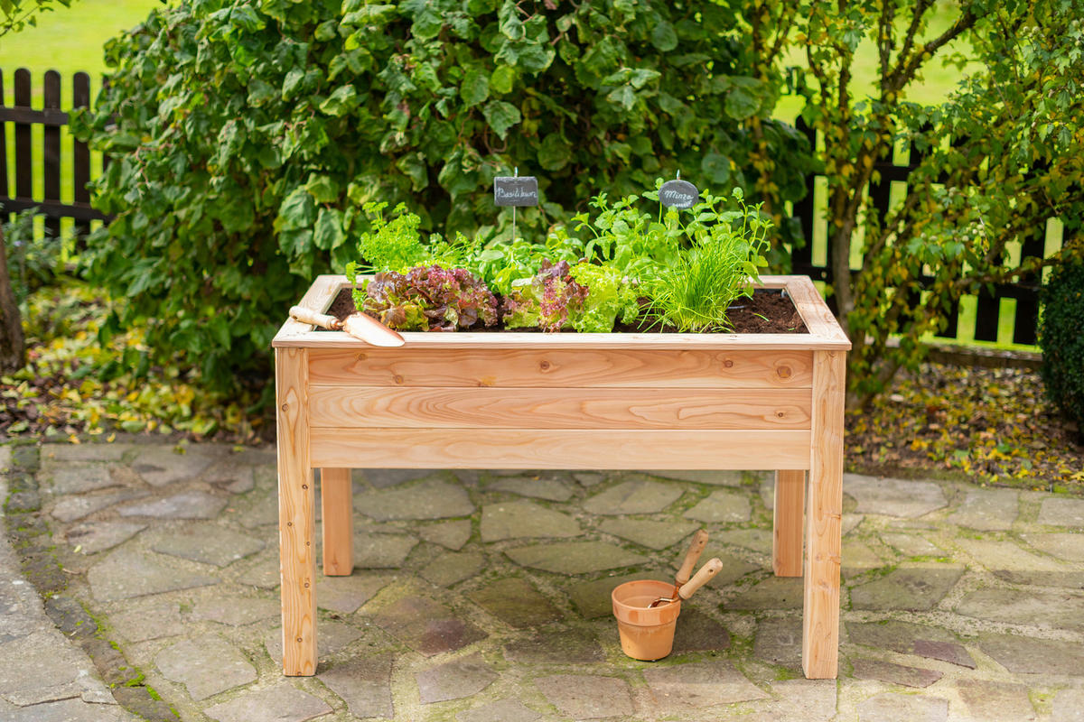 Westmann Stelzenhochbeet natur Lärche H/T/L: ca. 75x65x120 cm Stelzenhochbeet - natur (120,00cm) - Westmann