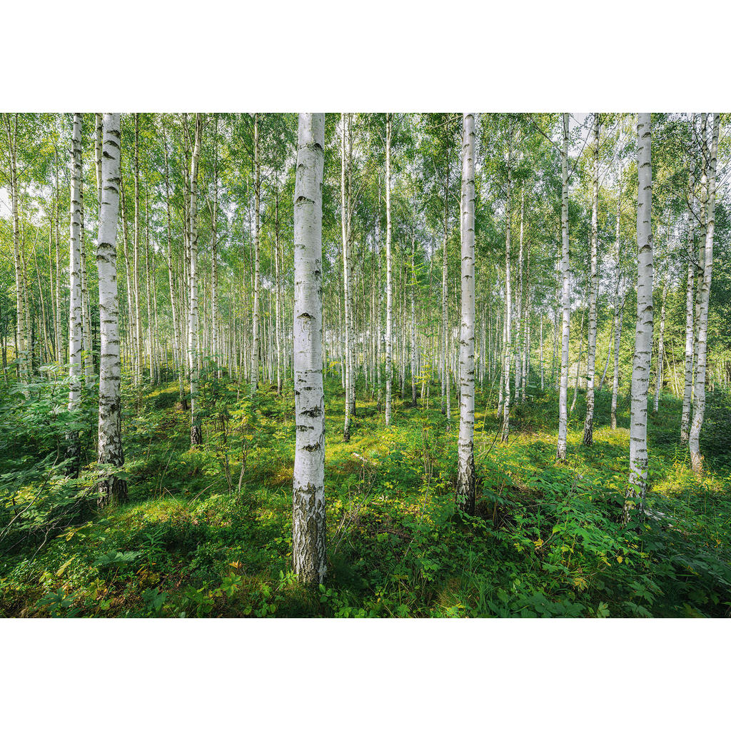 Komar Fototapete Sunny Day, glatt, bedruckt, Wald, geblümt, (Packung), ausgezeichnet lichtbeständig