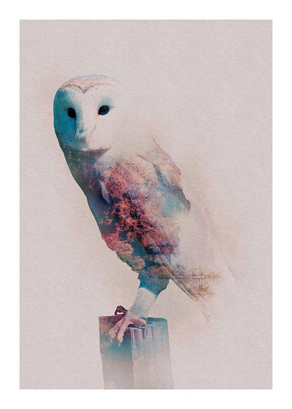 Komar Poster Animals Forest Owl Eule B/L: ca. 50x70 cm Animals Forest Owl - (50,00/70,00cm) - Komar