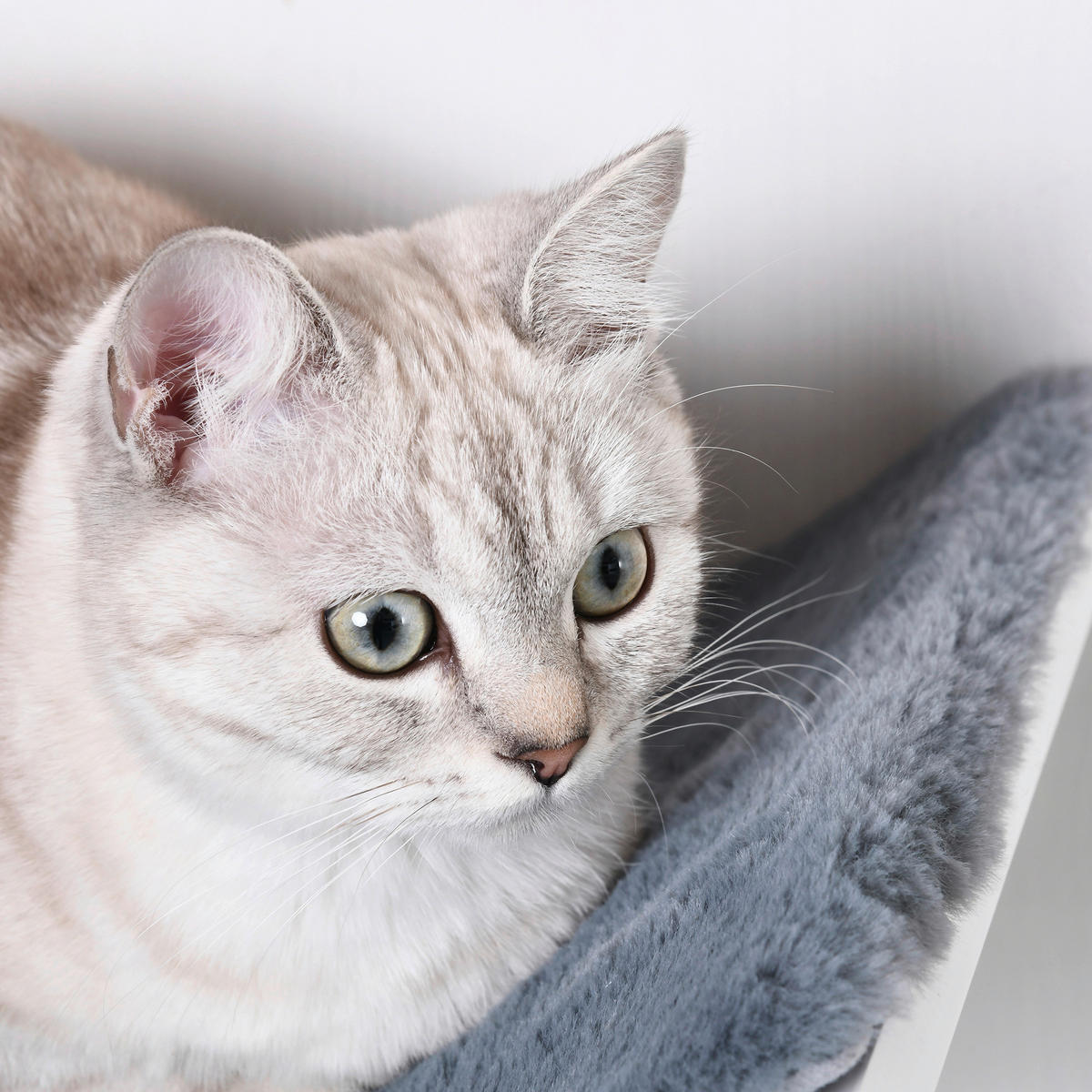 PawHut Katzenbett grau Polyester B/H/L: ca. 28x21x41 cm Katzenbett - grau (41,00/28,00/21,00cm) - PawHut