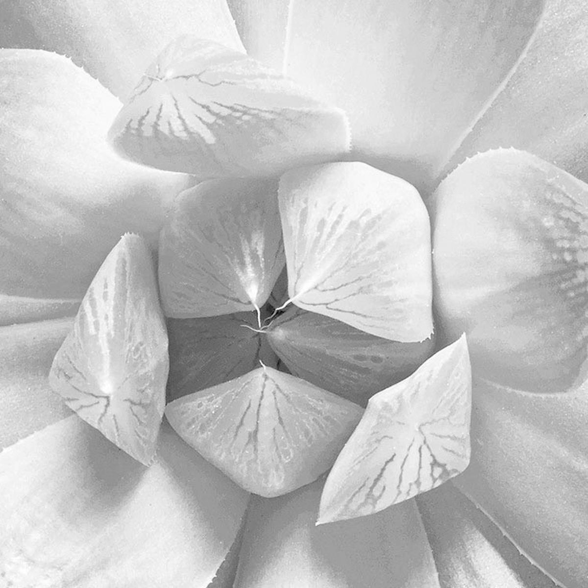 Komar Fototapete Echeveria D: ca. 125 cm Echeveria - (125,00cm) - Komar