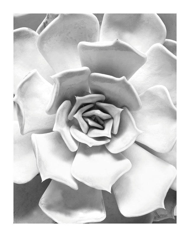 Komar Poster Succulent Closeup Pflanzen B/L: ca. 40x50 cm günstig online kaufen