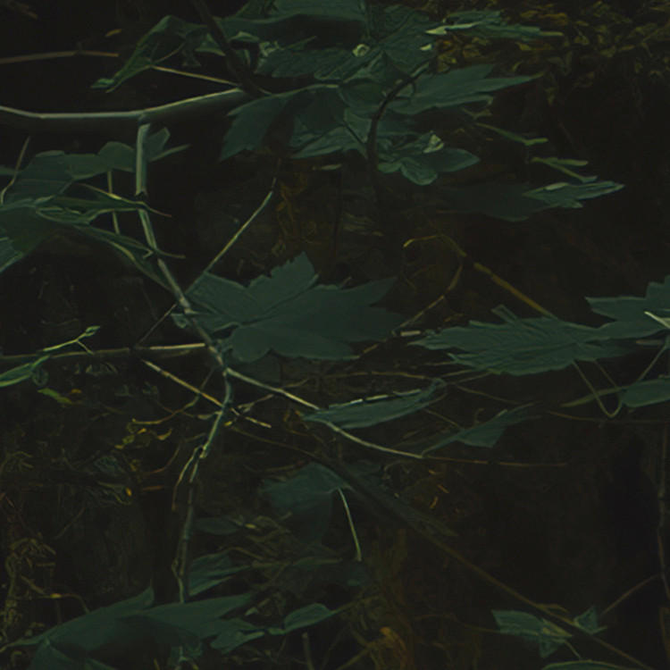 Komar Fototapete Hall of Mosses B/L: ca. 400x250 cm Hall of Mosses - (400,00/250,00cm) - Komar