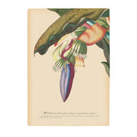 Komar Poster Banana Heart Pflanzen B/L: ca. 50x70 cm Banana Heart - (50,00/70,00cm) - Komar