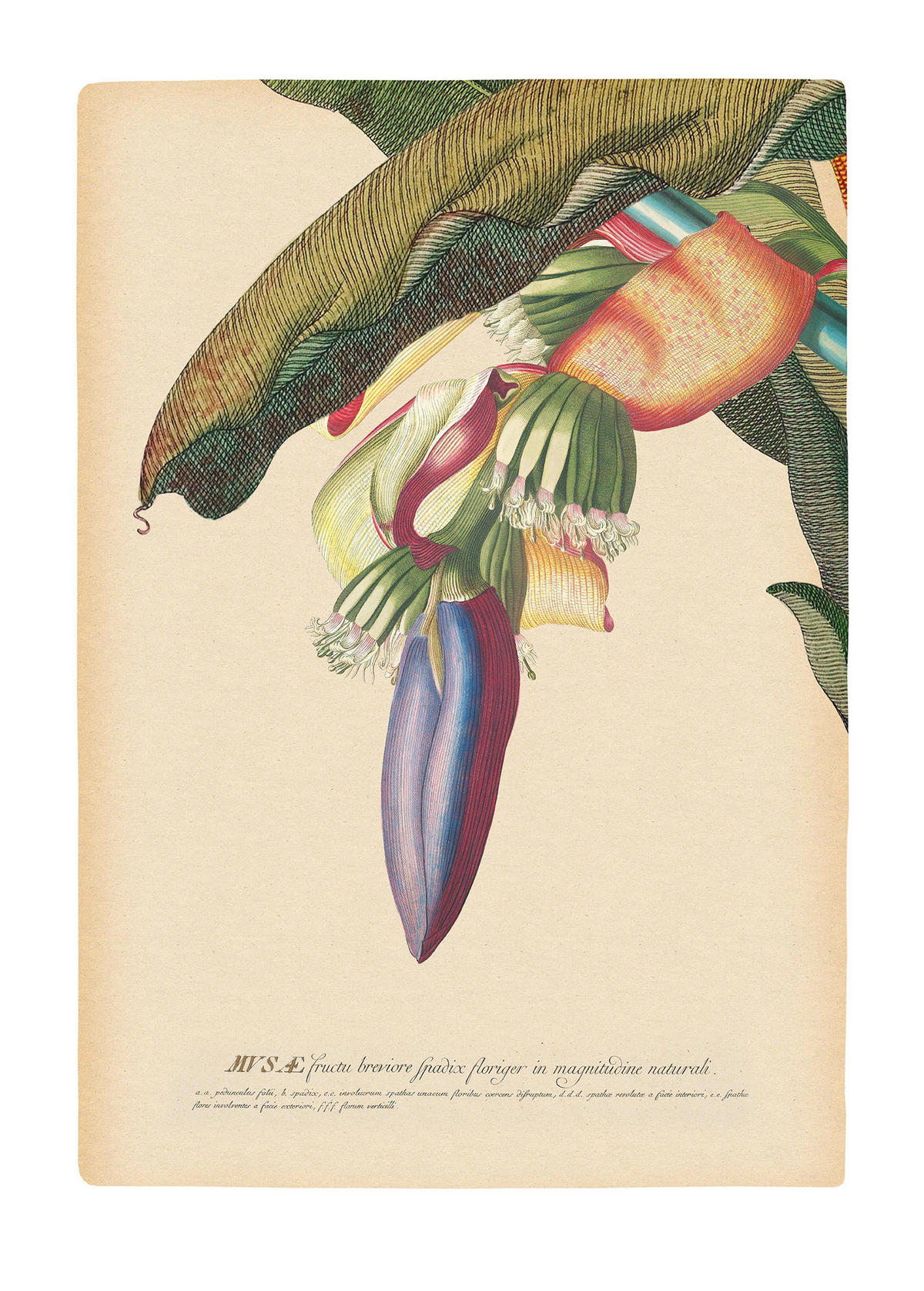 Komar Poster Banana Heart Pflanzen B/L: ca. 50x70 cm Banana Heart - (50,00/70,00cm) - Komar