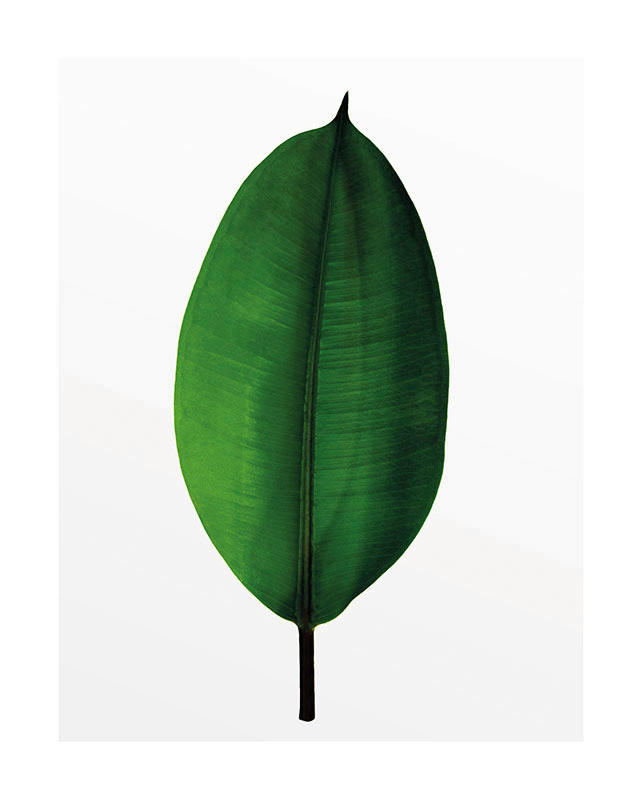 Komar Poster Ficus Leaf Pflanzen B/L: ca. 40x50 cm günstig online kaufen