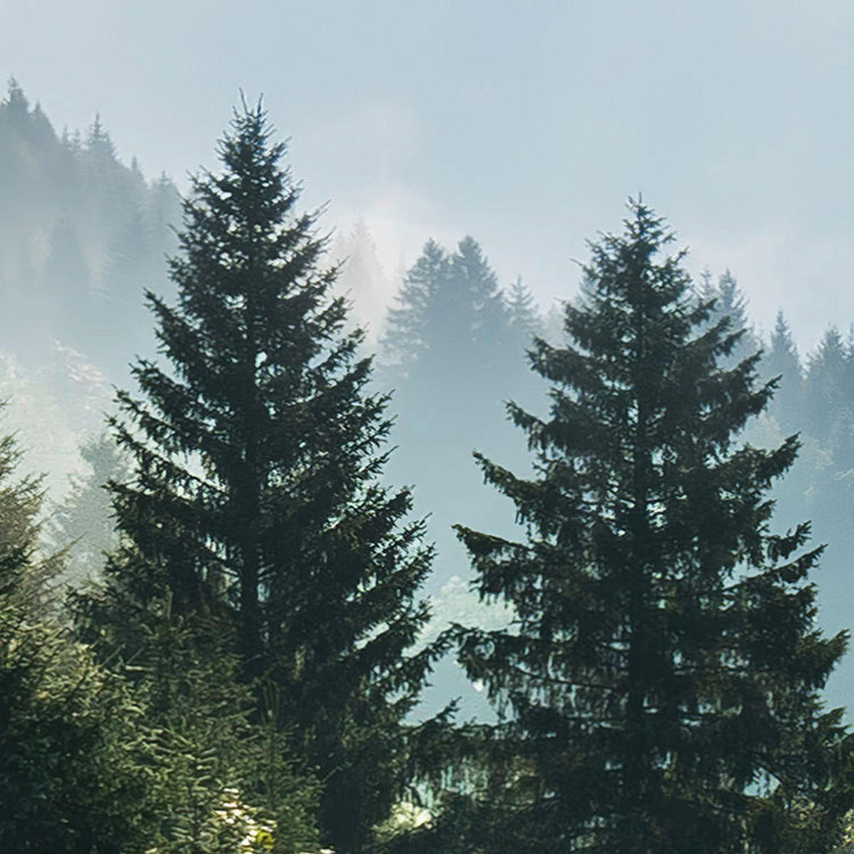 Komar Fototapete Bergwiese vor Karwendel B/L: ca. 450x280 cm Bergwiese vor Karwendel - (450,00/280,00cm) - Komar