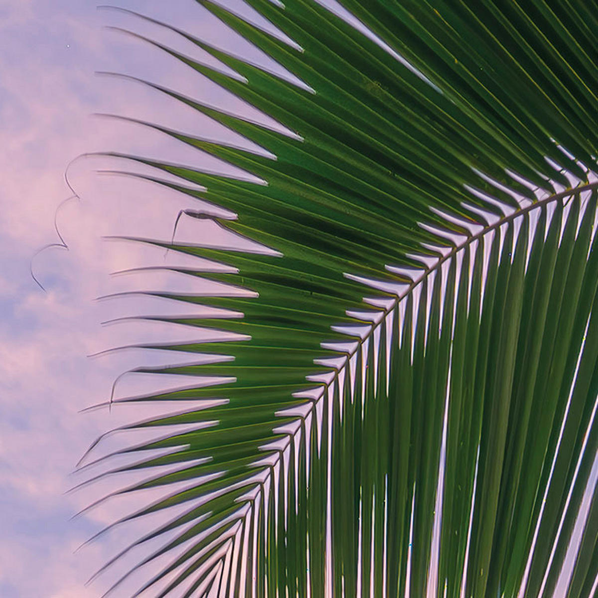 Komar Fototapete Hawaiian Dreams B/L: ca. 450x280 cm Hawaiian Dreams - (450,00/280,00cm) - Komar