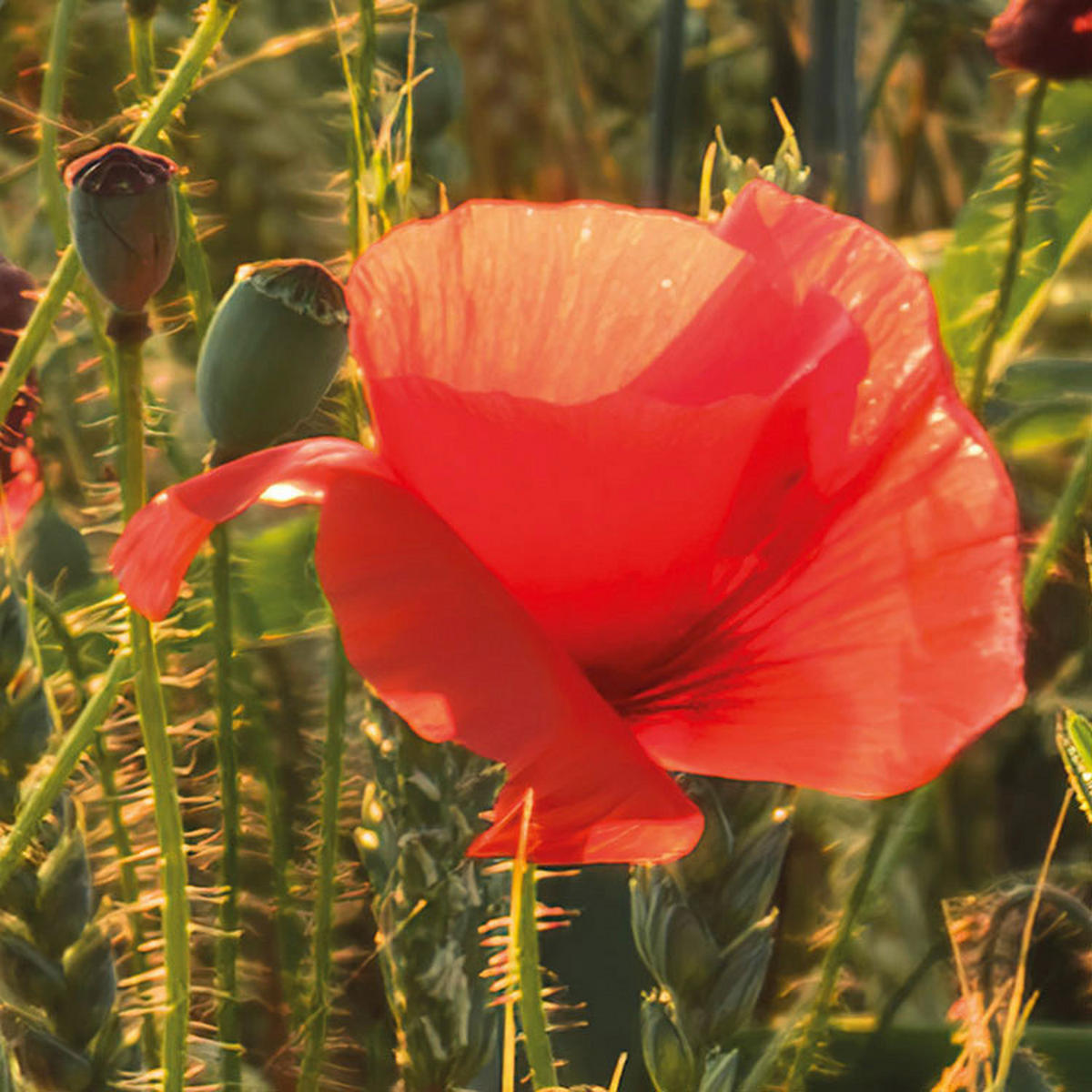 Komar Fototapete Poppy World B/L: ca. 250x280 cm Poppy World - (250,00/280,00cm) - Komar