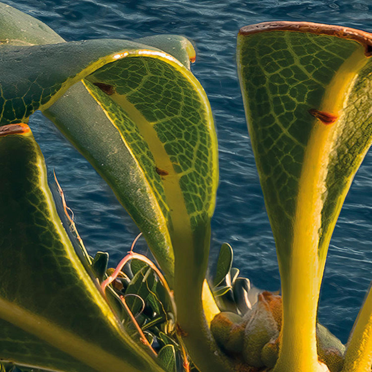 Komar Fototapete The picturesque Village B/L: ca. 450x280 cm The picturesque Village - (450,00/280,00cm) - Komar