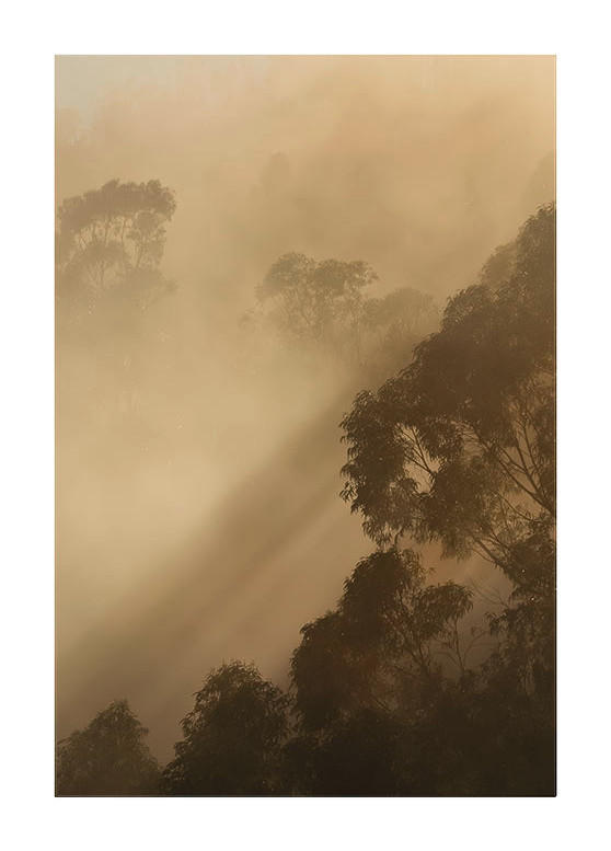 Komar Poster Golden Light Wald B/L: ca. 50x70 cm Golden Light - (50,00/70,00cm) - Komar