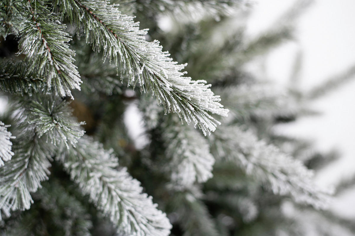 Evergreen Weihnachtsbaum Cedar Kiefer grün PVC B/H: ca. 114x210 cm Cedar Kiefer - grün (114,00/210,00cm) - Evergreen