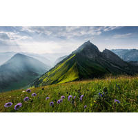 Komar Fototapete The Green Queen B/L: ca. 450x280 cm The Green Queen - (450,00/280,00cm) - Komar