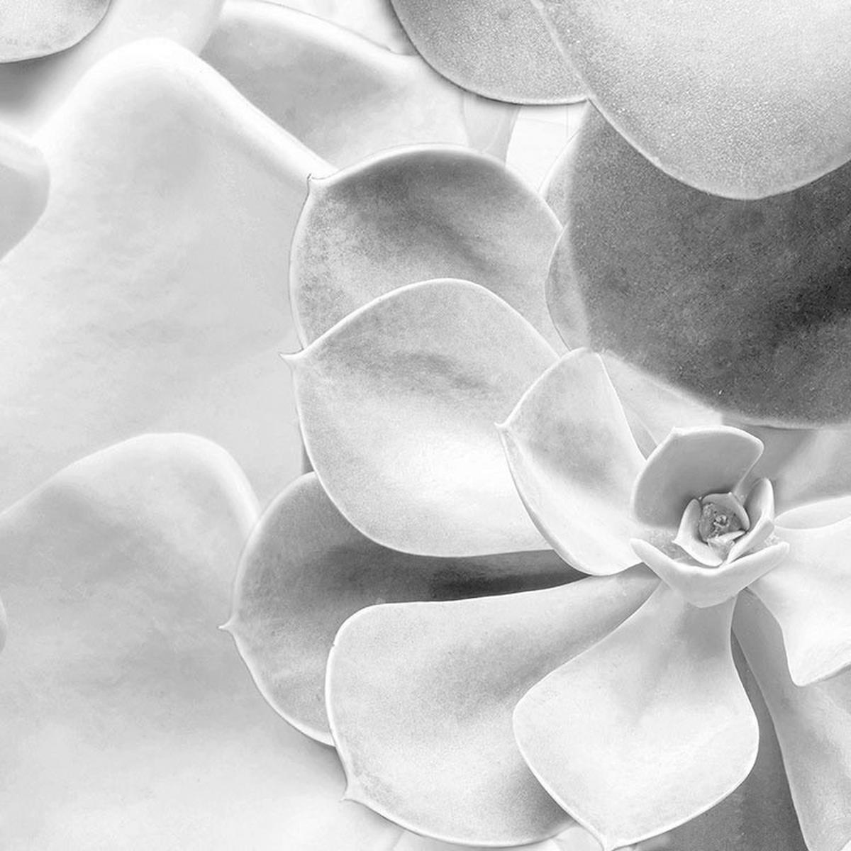 Komar Fototapete Echeveria D: ca. 125 cm Echeveria - (125,00cm) - Komar