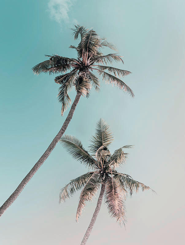 Komar Wandbild Miami Palms Palmen B/L: ca. 30x40 cm ▷ online bei POCO kaufen