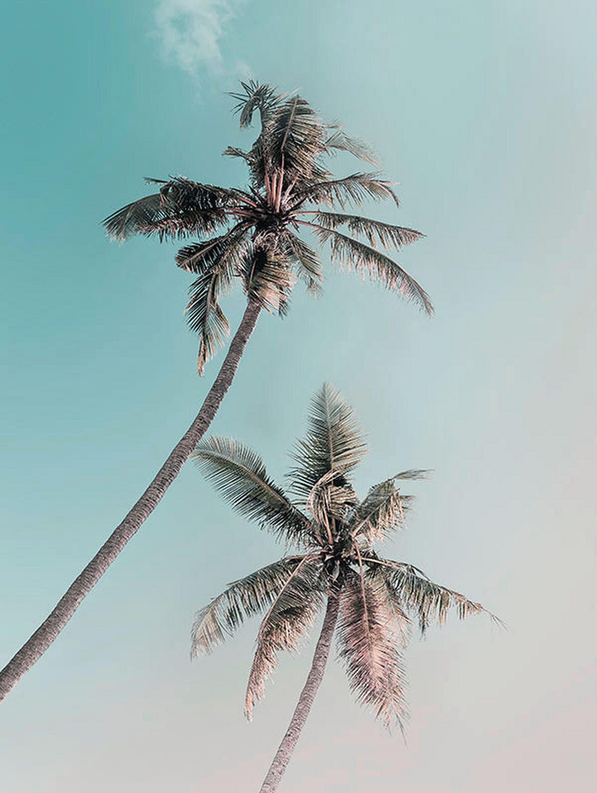 Komar Poster Miami Palms Palmen B/L: ca. 30x40 cm Miami Palms - (30,00/40,00cm) - Komar
