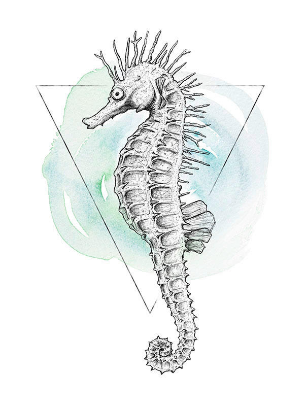 Komar Poster Sea Horse Watercolor Tiere B/L: ca. 30x40 cm günstig online kaufen