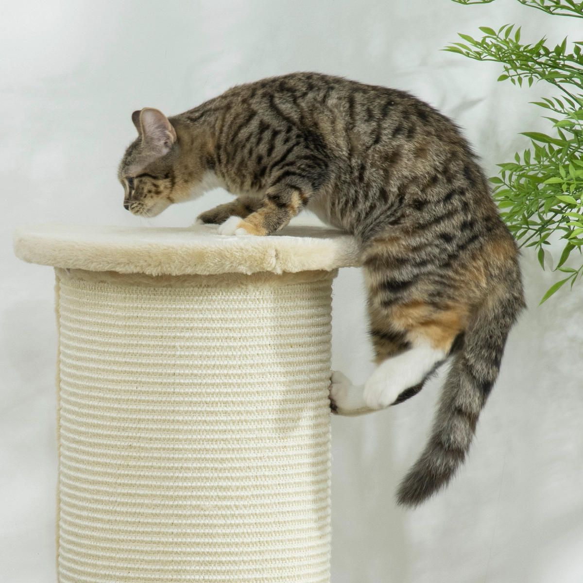 PawHut Kratzbaum cremeweiß Spanplatte B/H/L: ca. 35x35x85 cm Kratzbaum - cremeweiß (85,00/35,00/35,00cm) - PawHut