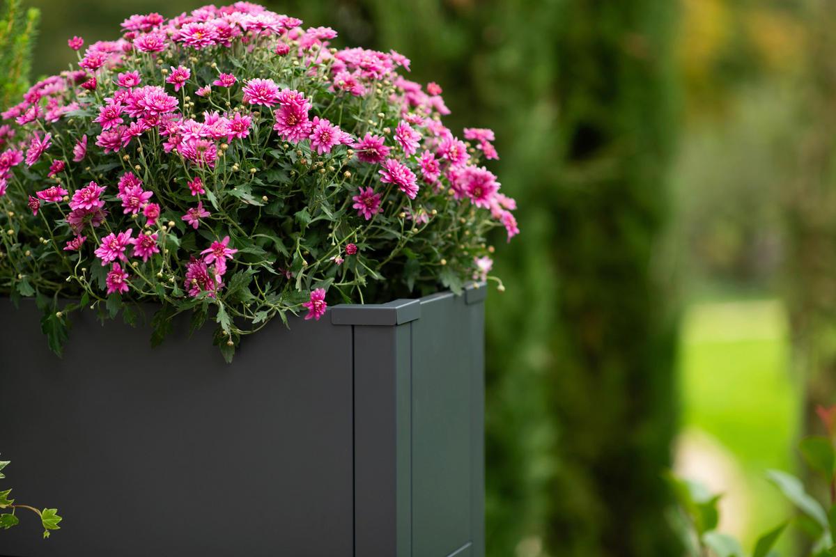 Westmann Pflanzkasten Talus anthrazit Metall B/H/L: ca. 100x52x25 cm Talus - anthrazit (25,00/100,00/52,00cm) - Westmann