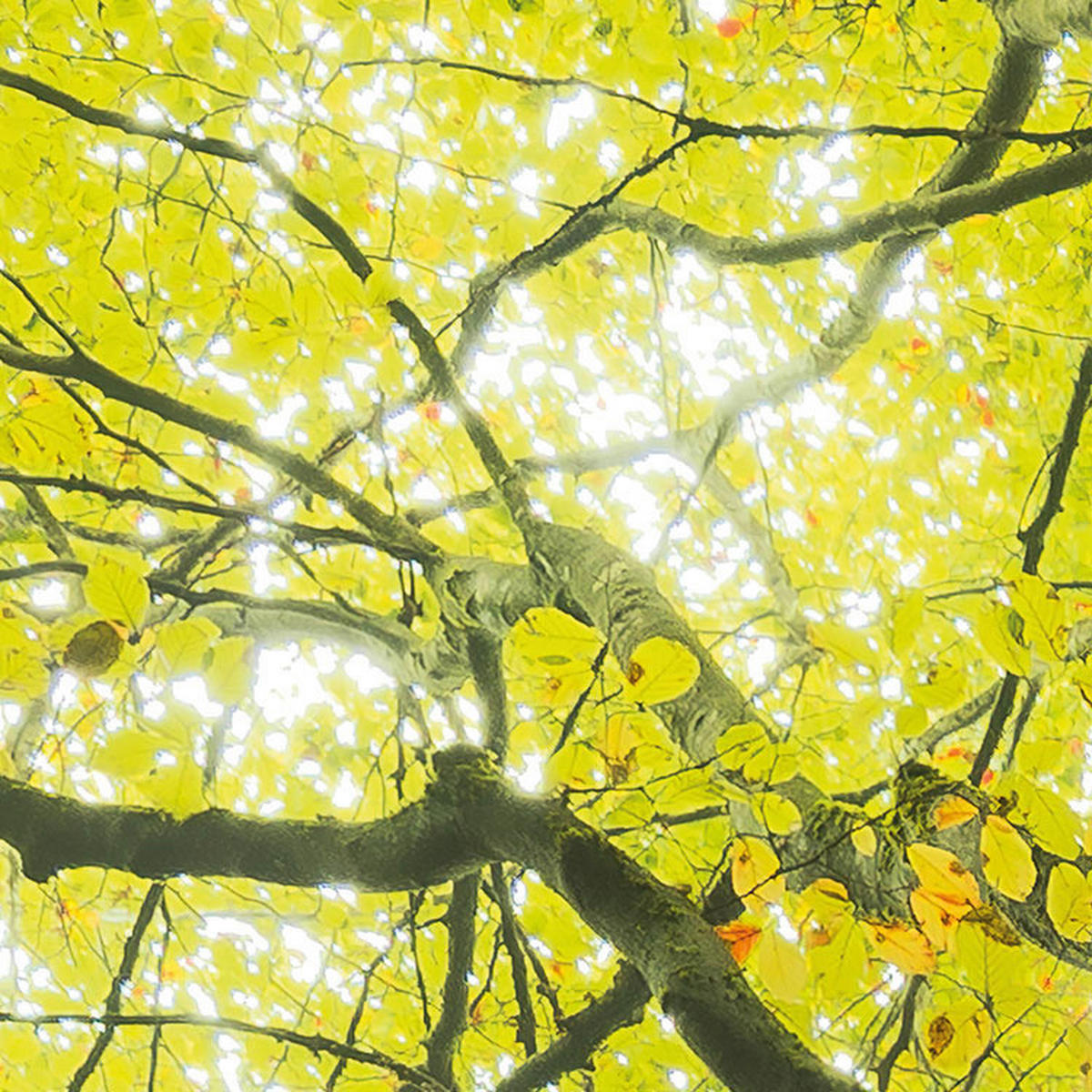 Komar Fototapete Der Traumbaum B/L: ca. 450x280 cm Der Traumbaum - (450,00/280,00cm) - Komar