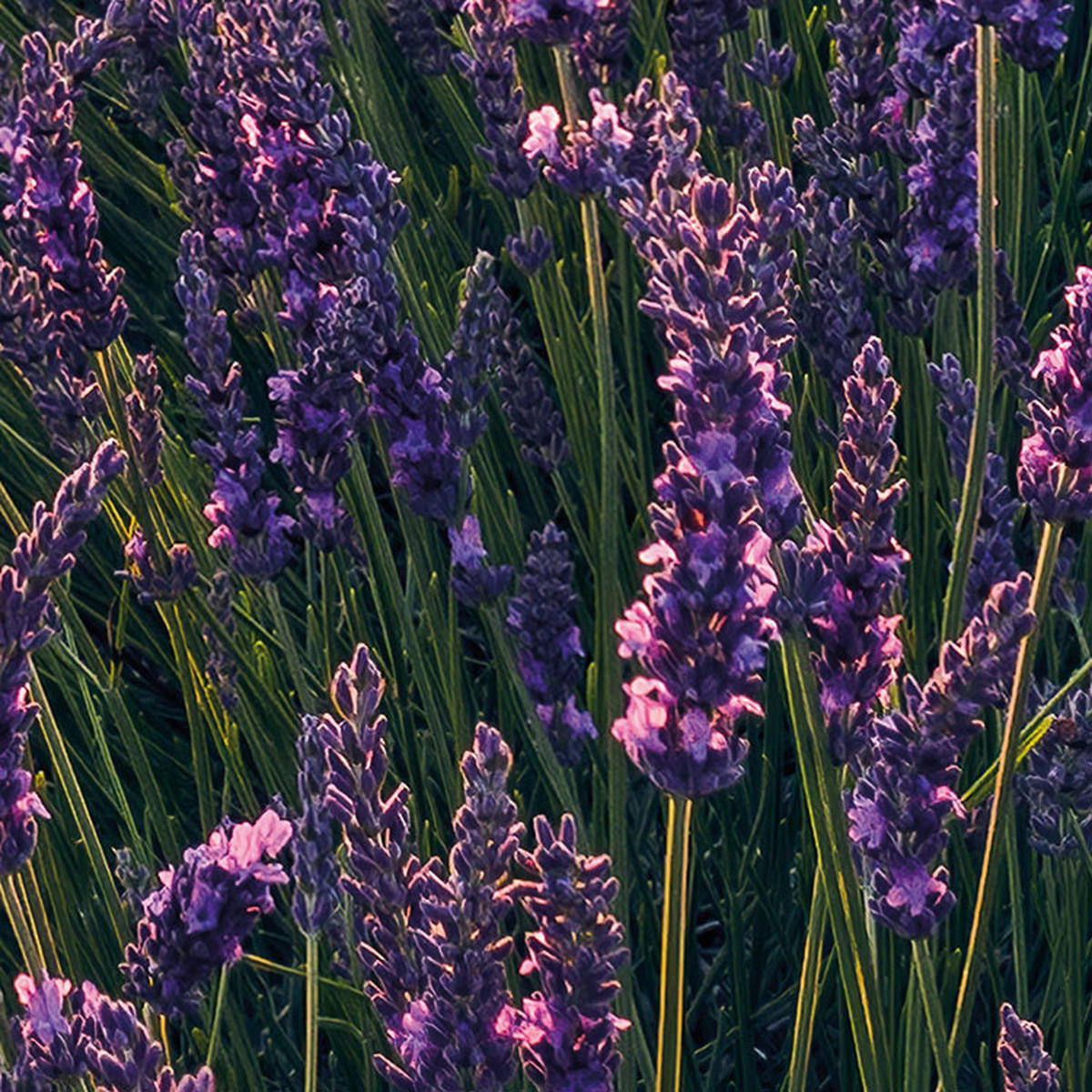 Komar Fototapete Lavender Dream B/L: ca. 450x280 cm Lavender Dream - (450,00/280,00cm) - Komar