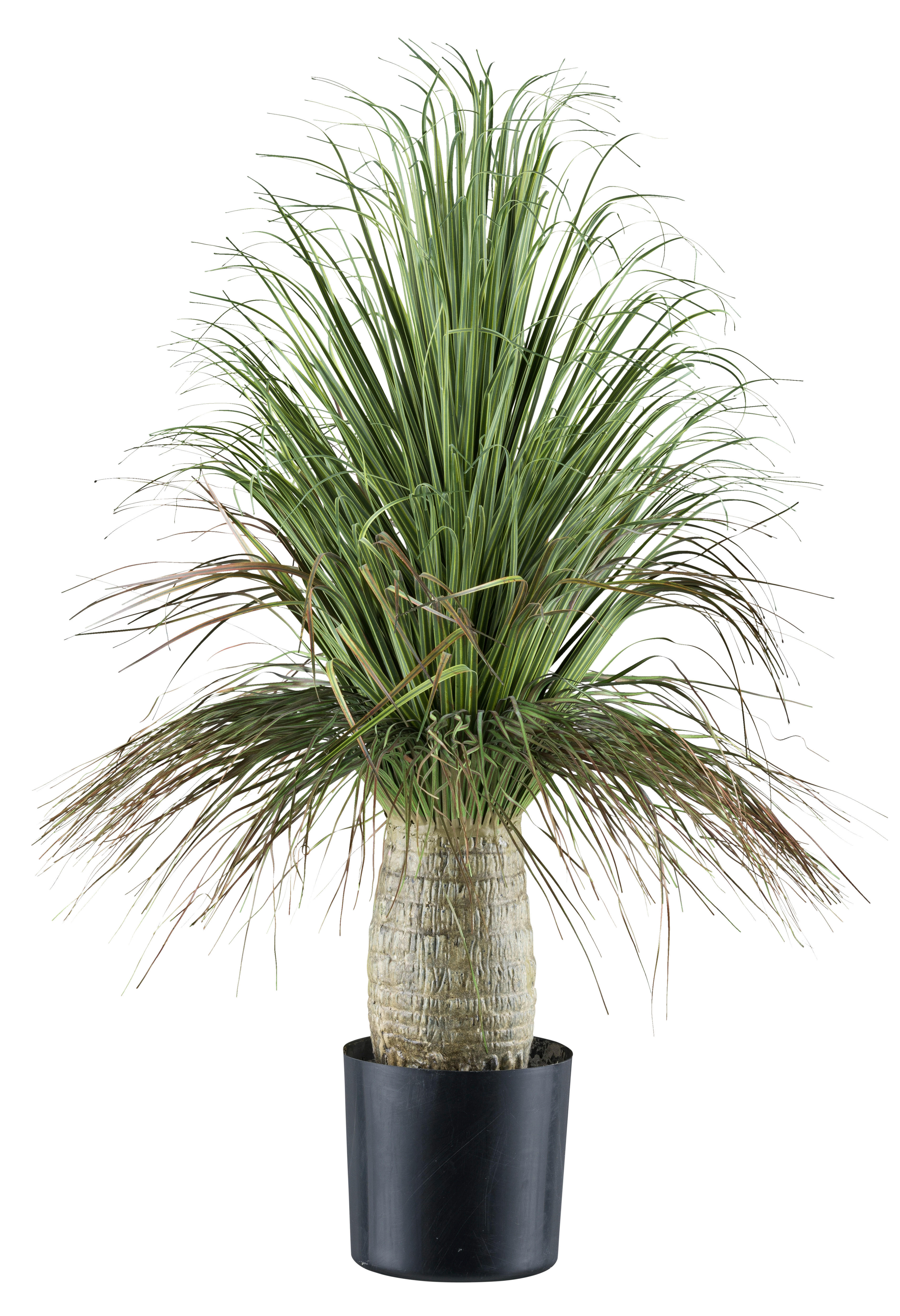 Kunstpflanze Beaucarnea grün Kunststoff B/H/L: ca. 19x59x19 cm Beaucarnea - grün (19,00/19,00/59,00cm)