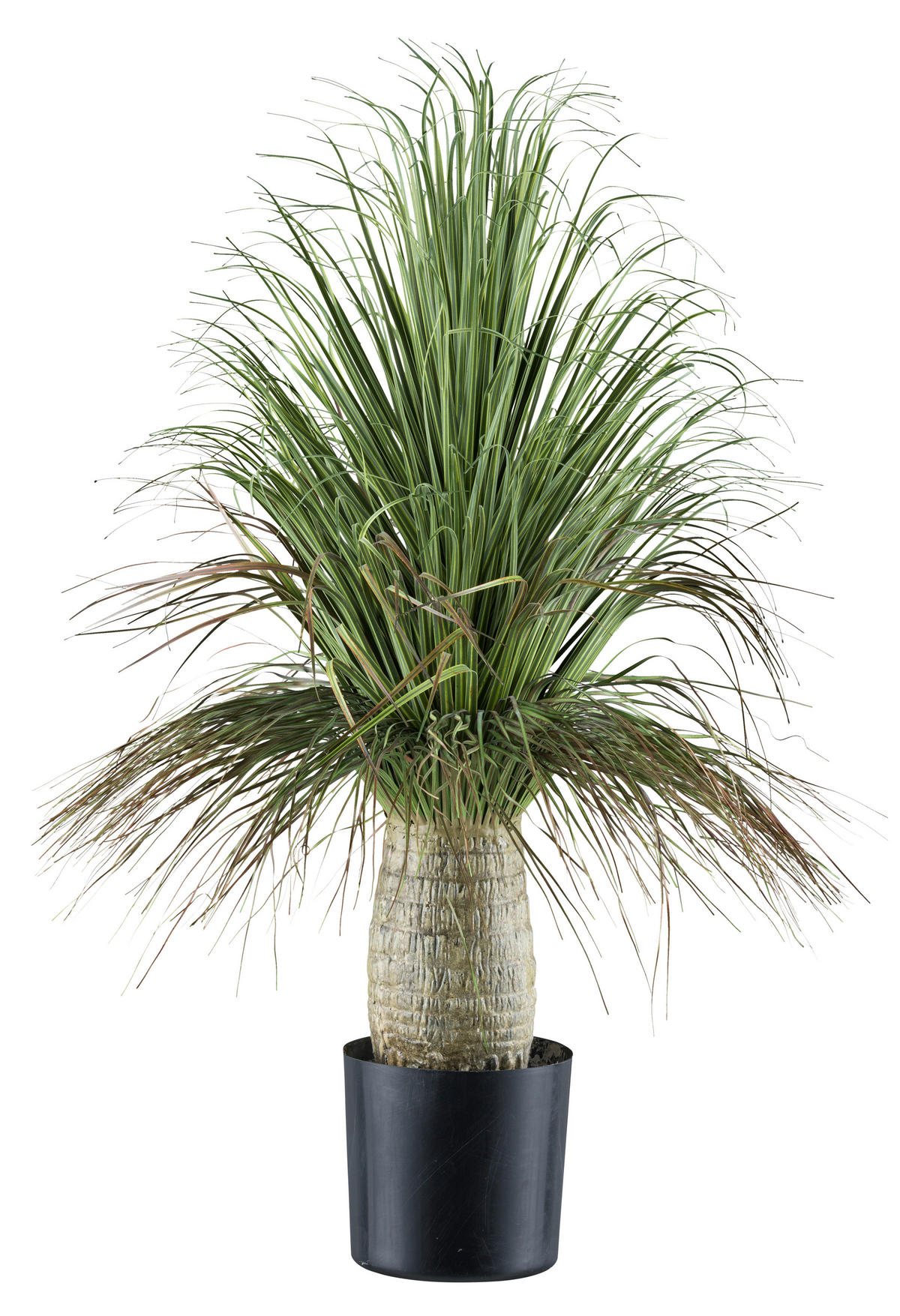 Kunstpflanze Beaucarnea grün Kunststoff B/H/L: ca. 19x59x19 cm Beaucarnea - grün (19,00/19,00/59,00cm)