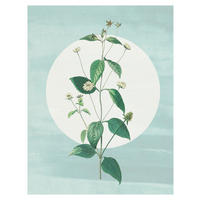Komar Poster Faire Pousser des Fraises Blume B/L: ca. 40x50 cm Faire Pousser des Fraises - (40,00/50,00cm) - Komar