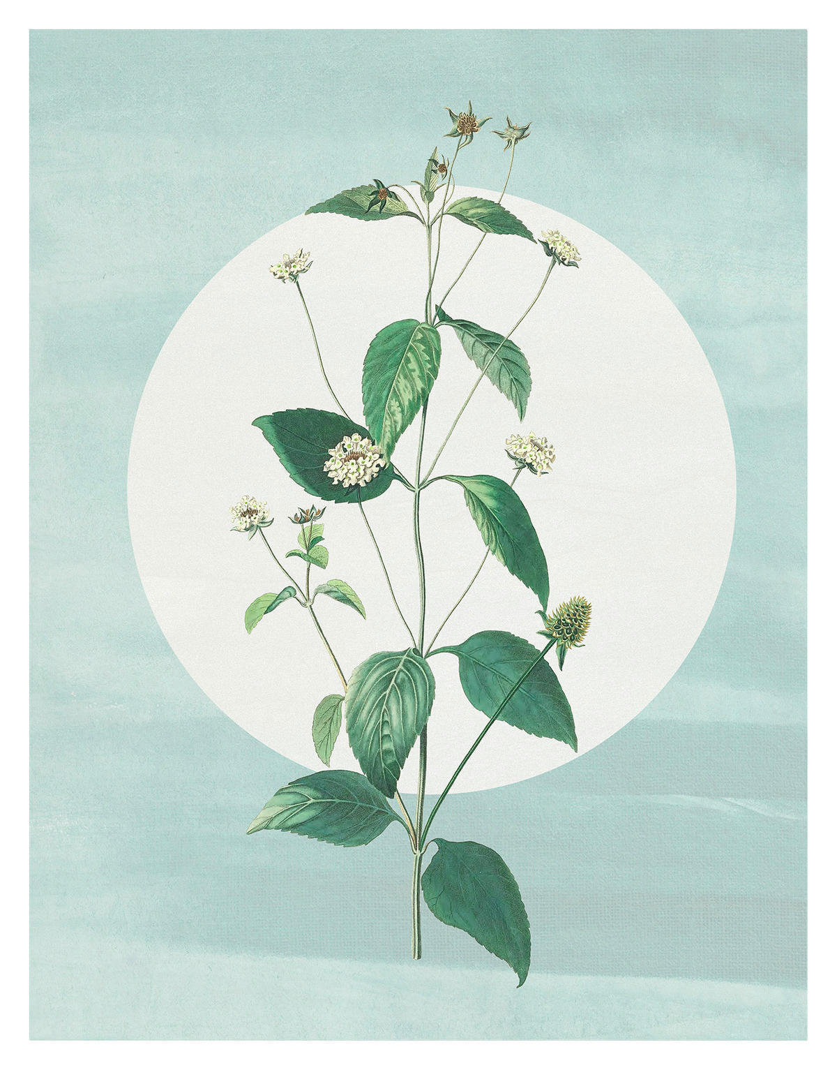 Komar Poster Faire Pousser des Fraises Blume B/L: ca. 40x50 cm Faire Pousser des Fraises - (40,00/50,00cm) - Komar
