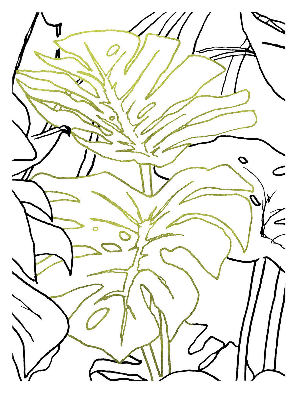 Komar Poster Monstera Borsigiana Pflanzen B/L: ca. 40x50 cm Monstera Borsigiana - (40,00/50,00cm) - Komar