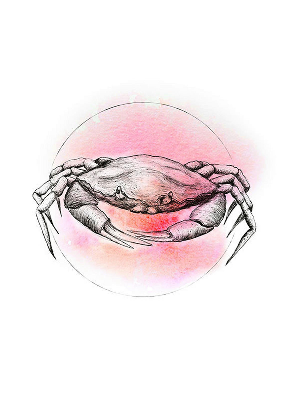 Komar Poster Crab Watercolor Tiere B/L: ca. 50x70 cm Crab Watercolor - (50,00/70,00cm) - Komar