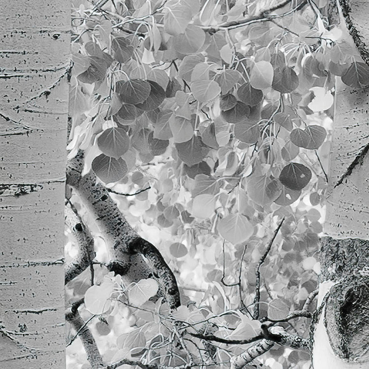 Komar Fototapete Espenwald B/L: ca. 450x280 cm Espenwald - (450,00/280,00cm) - Komar