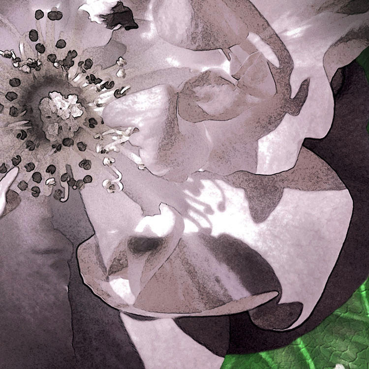 Komar Fototapete Victoria Black B/L: ca. 400x250 cm Victoria Black - (400,00/250,00cm) - Komar