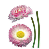 Komar Wandtattoo Daisy  Daisy B/L: ca. 50x70 cm Daisy - (50,00/70,00cm) - Komar