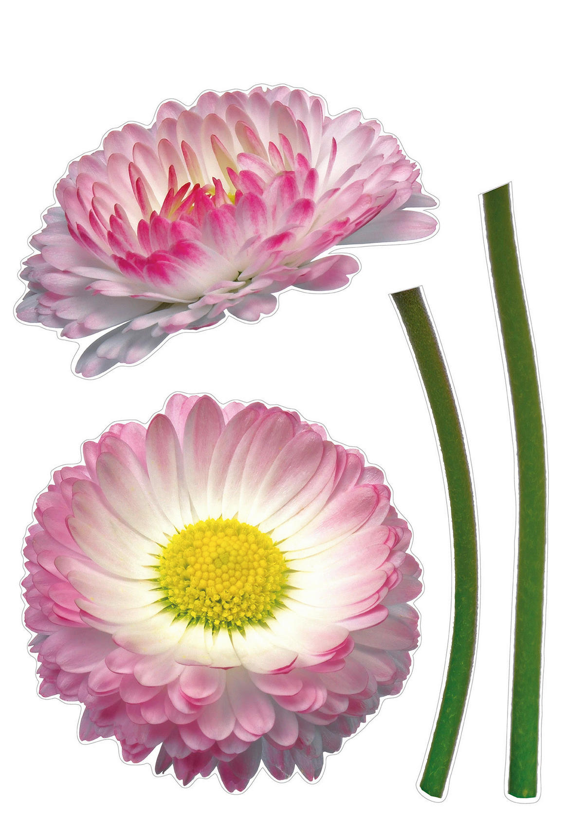 Komar Wandtattoo Daisy  Daisy B/L: ca. 50x70 cm Daisy - (50,00/70,00cm) - Komar