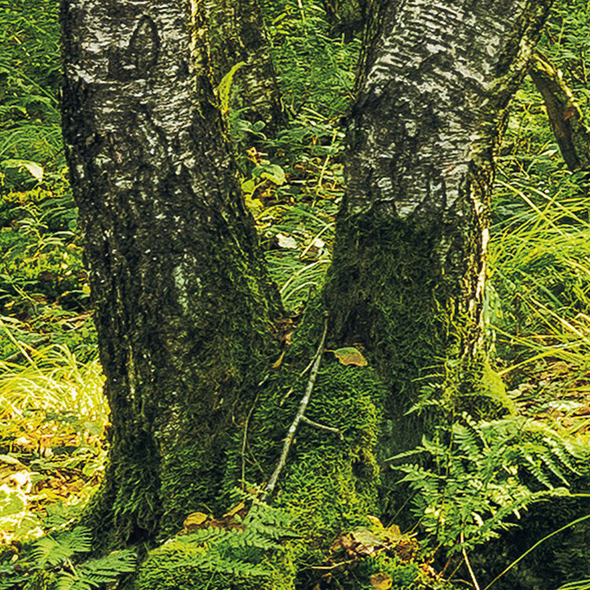 Komar Fototapete Birch Trees B/L: ca. 400x250 cm Birch Trees - (400,00/250,00cm) - Komar