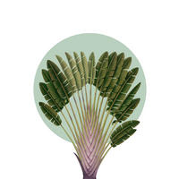 Komar Poster Botanical Garden Pinnate Palm Palmenblätter B/L: ca. 30x40 cm Botanical Garden Pinnate Palm - (30,00/40,00cm) - Komar