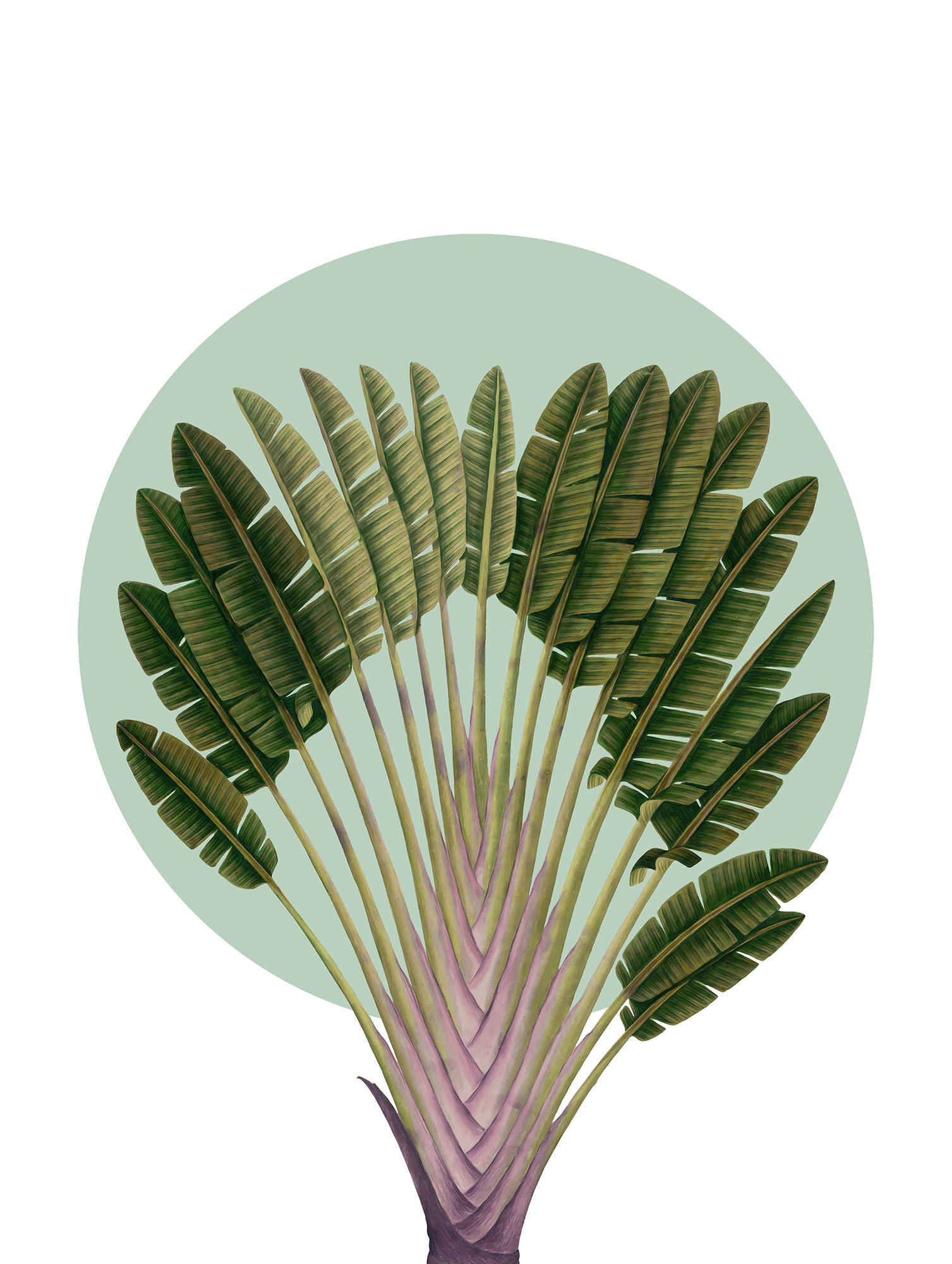 Komar Poster Botanical Garden Pinnate Palm Palmenblätter B/L: ca. 30x40 cm günstig online kaufen