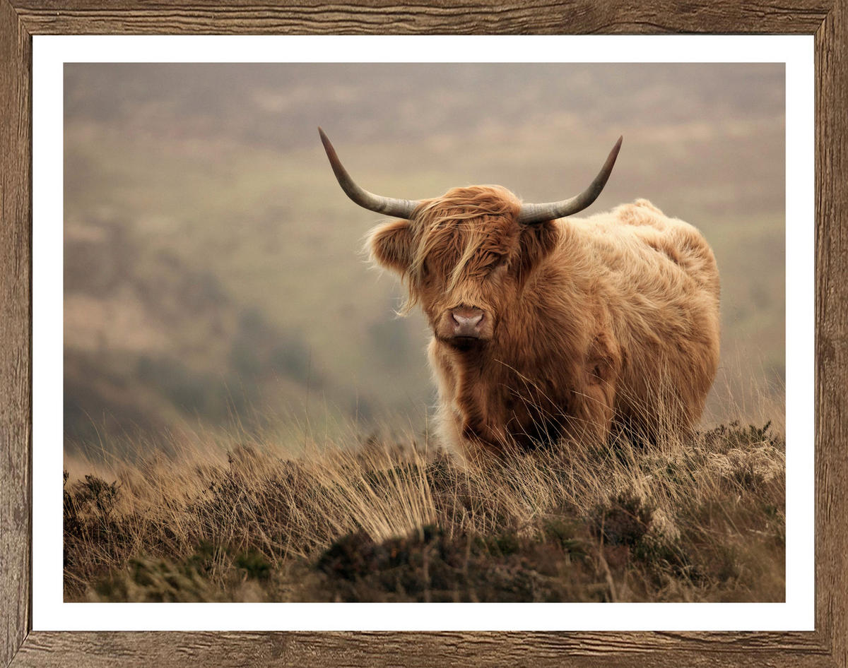 Gerahmtes Bild Tiere B/H: ca. 50x40 cm Bild_Cheb 40x50cm - (50,00/40,00cm)