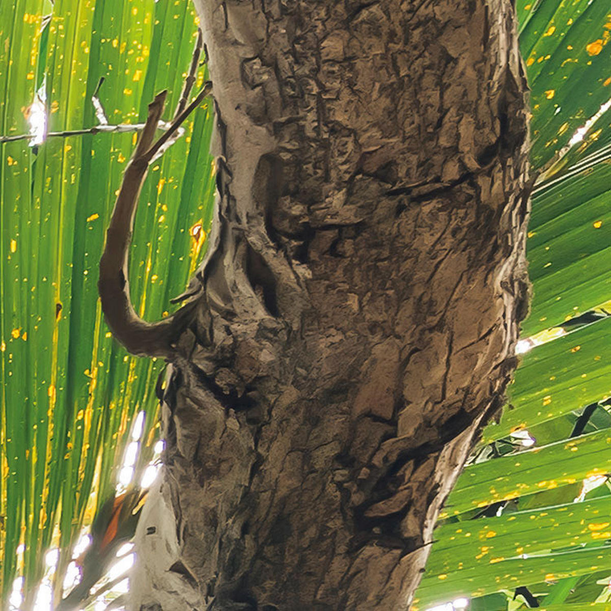 Komar Fototapete Touch the Jungle B/L: ca. 450x280 cm Touch the Jungle - (450,00/280,00cm) - Komar