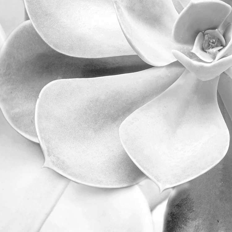 Komar Fototapete Shades Black and White B/L: ca. 400x250 cm Shades Black and White - (400,00/250,00cm) - Komar