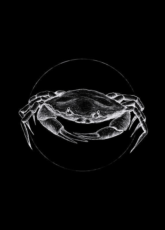 Komar Poster Crab Black Tiere B/L: ca. 50x70 cm günstig online kaufen